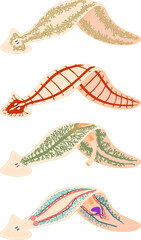 Nervous, Reproductive, Digestive and Excretory system of planaria (flatworm) isolated on white background