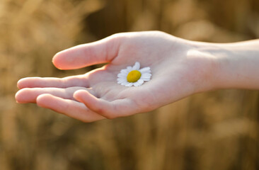 camomile in hand