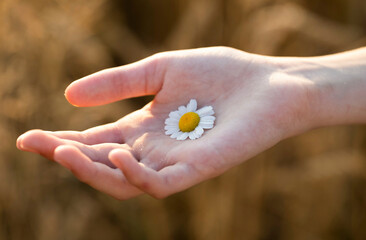 daisy in hands. Flowers. Life. Hands