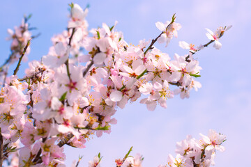 Sakura flowers on swaying branches beautiful delicate white-pink flowers against the sky. Natural spring background. Selective focus.