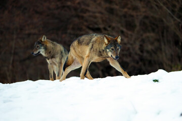 The grey wolf or gray wolf (Canis lupus) emerges from the forest in heavy snowfall. A large Carpathian wolves rises on a meadow. European wolf in winter.
