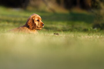 Obraz premium English Cocker Spaniel, golden puppy playing. Little golden puppy lying in the green grass in the garden. Puppy in home care.