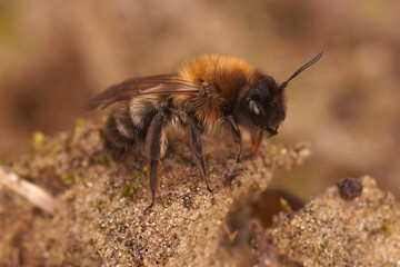 Closeup on a hairy, fluffy, female of the endangered nycthemeral miner, Andrena nycthemera