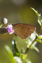 brown forest bird butterfly on a field of thistle blossom in summer