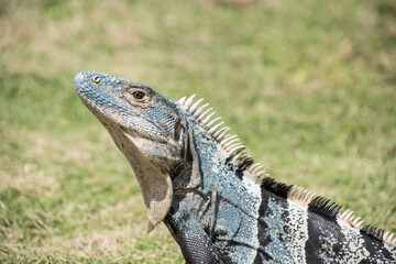 Fototapeta premium Iguanas are native to tropical areas of Mexico, Central America, South America.