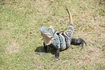 Iguanas are native to tropical areas of Mexico, Central America, South America.