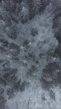 Top view on pine forest under the snow in winter. Nature.Vertical video