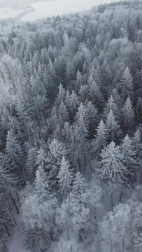 Aerial view of snow covered pine forest