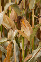 Autumn corn planting in Munich