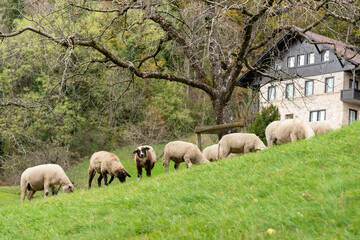 Obraz premium Sheep in the city of Vaduz in Liechtenstein