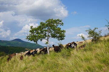 Mountain goats grazing around a tree, beautiful sky, lovely mountain view