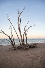 Large bare trees and driftwood on the beach
