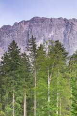 Mountains and trees in winter in Germany - Europe