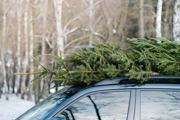 Fir tree on the roof top of the car in the forest. Taking a Christmas tree from the forest,...