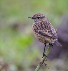 Walk along the Cantabrian coast during the storm with the sight of various birds!