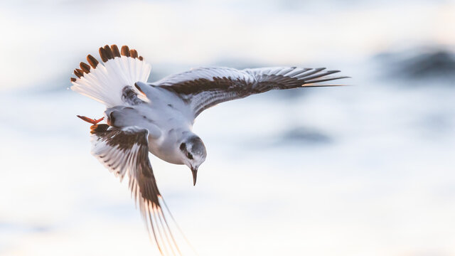 Little gull preparing to dive