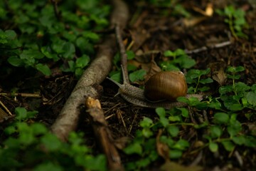 snail in the forest