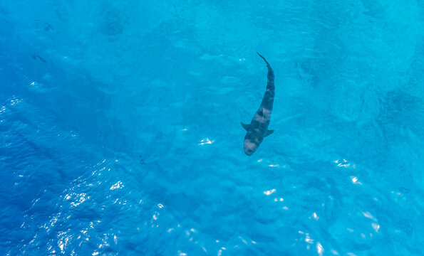 Aerial view of a tiger shark, swimming in turquoise, clear water, Fuvahmulah, Maldives.