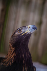 young Golden Eagle