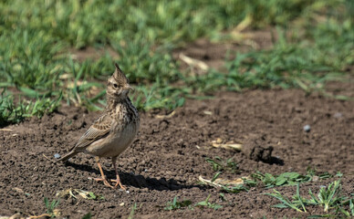 The common crested lark in the wild. Small bird in its natural habitat. Close up. Odessa Oblast, Ukraine.