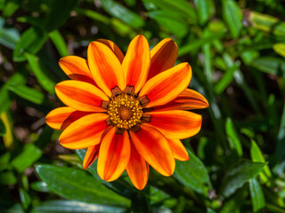 detail of an orange gazania rigens flower (treasure flower) in a garden with blurred background