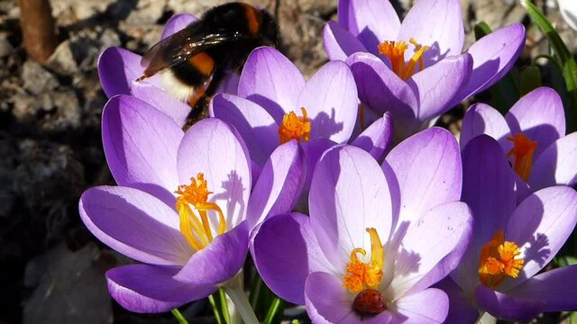 Dicke Hummelk&ouml;nigin klettert &uuml;ber lila Krokusse und sucht Pollen und Nektar. In einer unteren Krokusbl&uuml;te versteckt sich ein kleiner roter Marienk&auml;fer. Fat Bumblebee queen meets red ladybug at crocus.