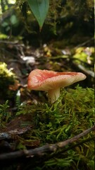 mushroom in the forest