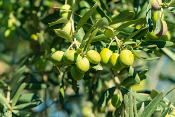 Green Olives on the tree before harvest