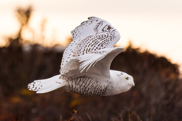 snowy owl flight