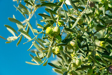 Green Olives on the tree before harvest