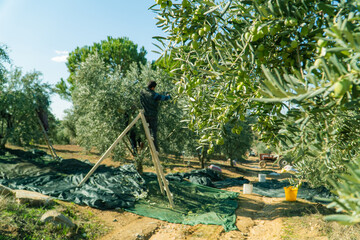 Farmers picking olives from the tree in harvest time 