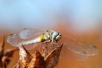Female red-veined darter (Sympetrum fonscolombii)