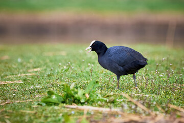 Eurasian Coot searching for food on land ( Fulica Atra )