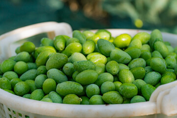 Green Olives on floor after harvest