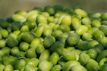 Green Olives on floor after harvest