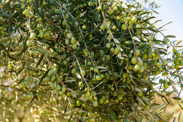 Green Olives on the tree before harvest