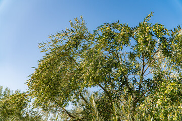 Green Olives on the tree before harvest