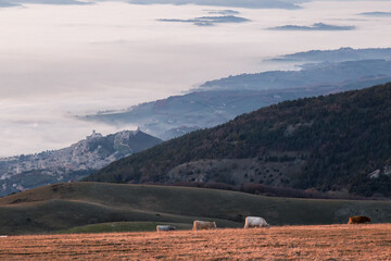 Cow pasturing on Subasio mountain, above Umbria valley with Assisi town and a sea of fog - 477375738