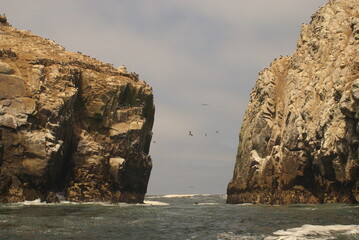 Fototapeta na wymiar Sightseeing, sea lions sunbathing on an island off Lima, Peru