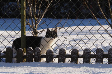 Kotek za płotem zimą ze śniegiem