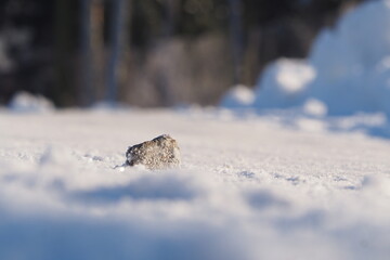 Zamarznięty mały kamyczek na śnieżnej drodzę