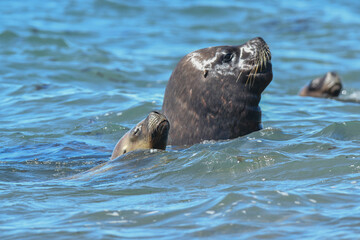 Fototapeta premium Male Sea Lion , Patagonia, Argentina