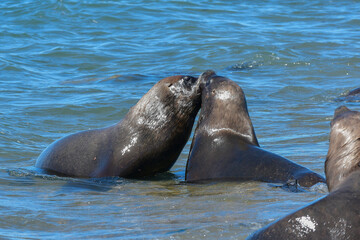 Male Sea Lion , Patagonia, Argentina