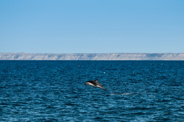 Dolphin Jump, Patagonia