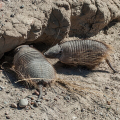 Hairy Armadillo, in desert environment, Peninsula Valdes, Patagonia, Argentina