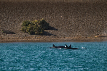 Killer whale hunting sea lions,Peninsula Valdes, Patagonia Argentina © foto4440