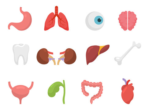 Set of human organs