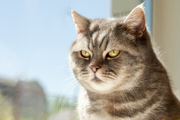 Portrait of an incredibly beautiful gray British Shorthair cat.