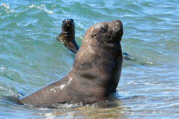 Naklejka premium Male Sea Lion , Patagonia, Argentina