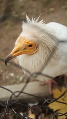 Portrait of Egyptian vulture, white scavenger vulture